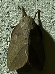 Adeloneivaia