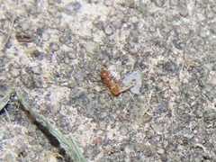 Pheidole tysoni