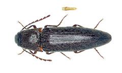 Melanotus hyslopi