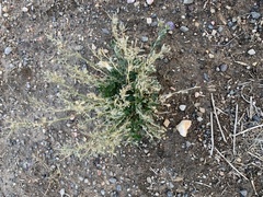 Lepidium ruderale