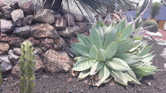 Agave mitis