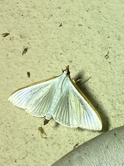 Diaphania costata
