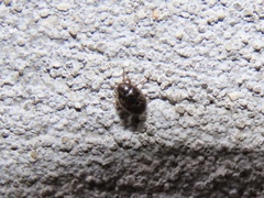 Simplocaria