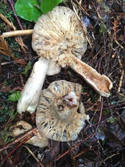 Lactarius kauffmanii