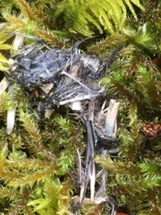 Glaucidium gnoma