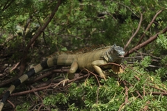 Iguana iguana