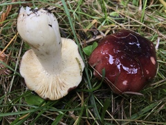 Russula punicea