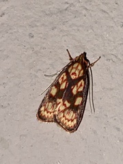 Himmacia
