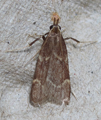 Aglossa electalis