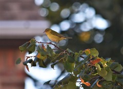 Leiothlypis peregrina