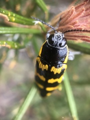 Cyrioides imperialis