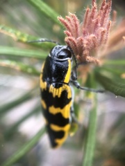 Cyrioides imperialis