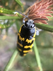 Cyrioides imperialis