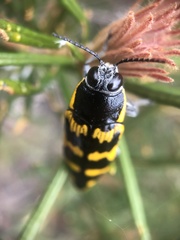 Cyrioides imperialis