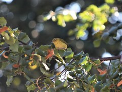 Leiothlypis peregrina
