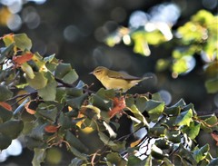 Leiothlypis peregrina