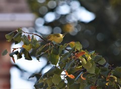 Leiothlypis peregrina