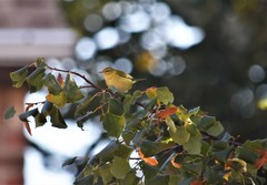 Leiothlypis peregrina