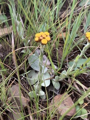 Helichrysum cephaloideum