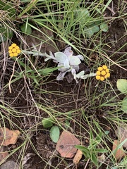 Helichrysum cephaloideum