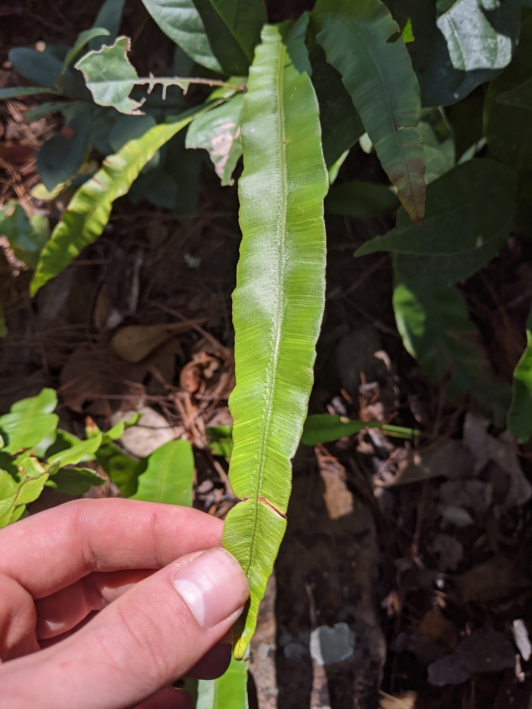 Oleandra musifolia (Oleandra musifolia)