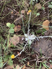 Helichrysum cephaloideum
