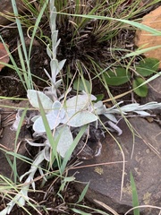 Helichrysum cephaloideum