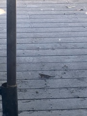 Sceloporus occidentalis