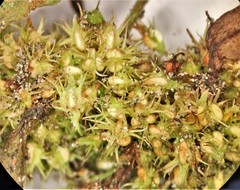 Rumex persicarioides