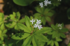 Sweet Woodruff - Photo (c) Dan Mullen, some rights reserved (CC BY-NC-ND)