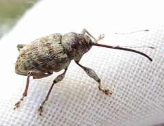 Curculio proboscideus