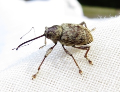 Curculio proboscideus