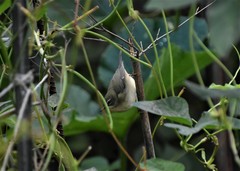 Setophaga caerulescens
