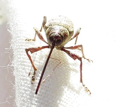 Curculio proboscideus