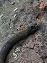 Stenorrhina degenhardtii