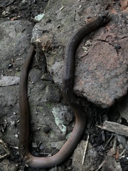 Stenorrhina degenhardtii