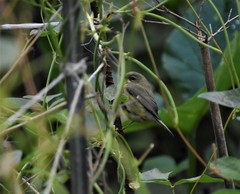 Setophaga caerulescens
