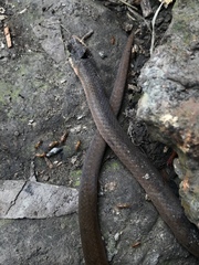 Stenorrhina degenhardtii