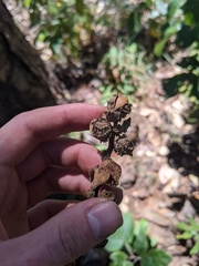 Castanopsis acuminatissima