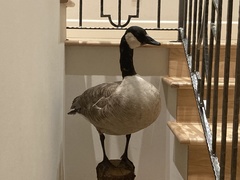 Branta canadensis moffitti