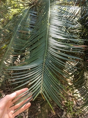 Cycas pectinata