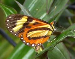 Hypothyris euclea laphria