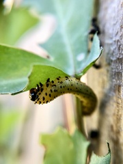 Ceratulus spectabilis