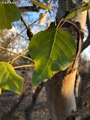 Populus × acuminata