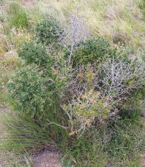 Asparagus mariae