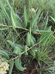 Xysmalobium acerateoides