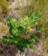 Pachycarpus dealbatus