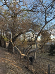 Populus × acuminata