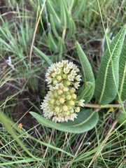 Xysmalobium acerateoides