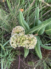 Xysmalobium acerateoides